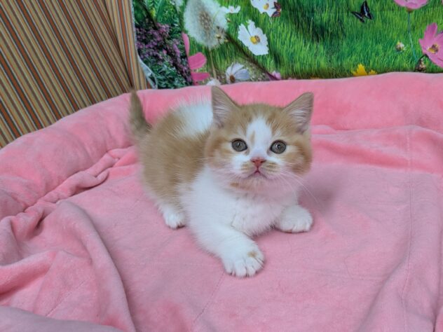 和歌山県のマンチカン (アミーゴ和歌山太田店/2025年11月17日生まれ/女の子/レッドタビーホワイト)の子猫の3枚目の画像