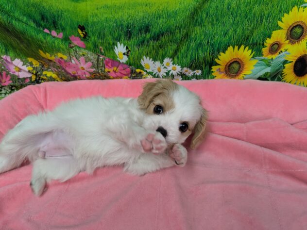 和歌山県のハーフ犬・ミックス犬 (アミーゴ和歌山太田店/2025年11月16日生まれ/女の子/ブレンハイム)の子犬の3枚目の画像