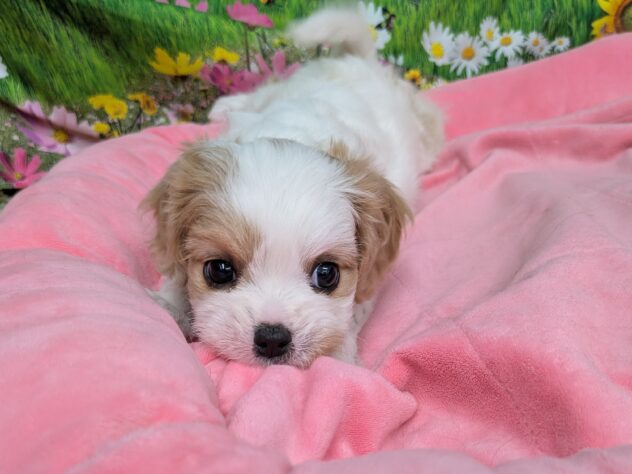 和歌山県のハーフ犬・ミックス犬 (アミーゴ和歌山太田店/2025年11月16日生まれ/女の子/ブレンハイム)の子犬の2枚目の画像