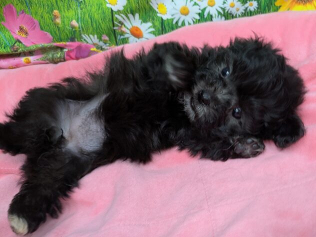 和歌山県のハーフ犬・ミックス犬 (アミーゴ和歌山太田店/2025年11月13日生まれ/女の子/シルバー)の子犬の4枚目の画像