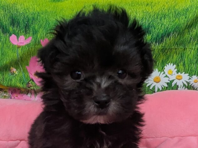 和歌山県のハーフ犬・ミックス犬 (アミーゴ和歌山太田店/2025年11月13日生まれ/女の子/シルバー)の子犬の1枚目の画像