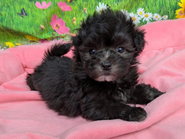 和歌山県のハーフ犬・ミックス犬 (アミーゴ和歌山太田店/2025年11月13日生まれ/女の子/シルバー)の子犬の3枚目の画像