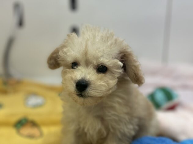福島県のトイプードル(トイ) (アミーゴ須賀川店/2026年1月3日生まれ/男の子/アプリコット)の子犬