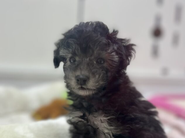 福島県のトイプードル(トイ) (アミーゴ須賀川店/2026年10月25日生まれ/女の子/ブラックホワイト)の子犬