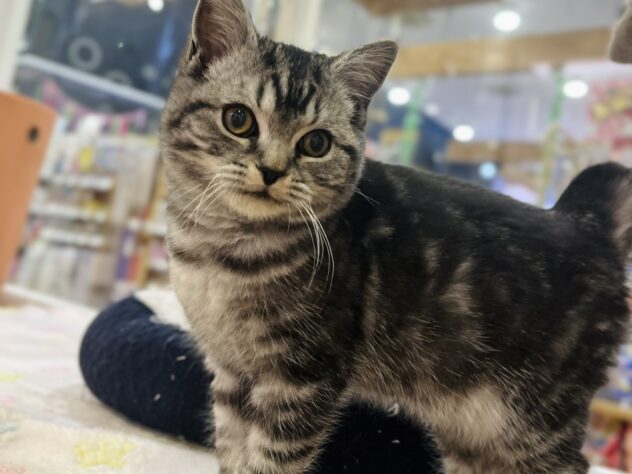 福島県のスコティッシュフォールド (アミーゴ須賀川店/2025年9月23日生まれ/女の子/シルバータビー)の子猫