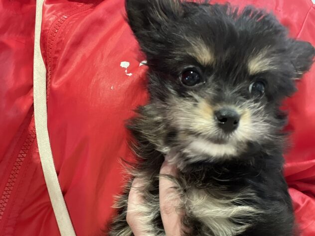 福島県のハーフ犬・ミックス犬 (アミーゴ須賀川店/2025年10月26日生まれ/女の子/ブラックタン)の子犬