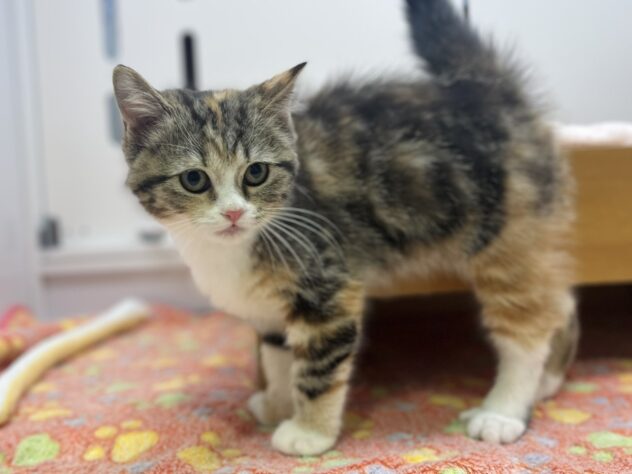 福島県のマンチカン (アミーゴ須賀川店/2025年10月14日生まれ/女の子/キャリコ)の子猫の2枚目の画像