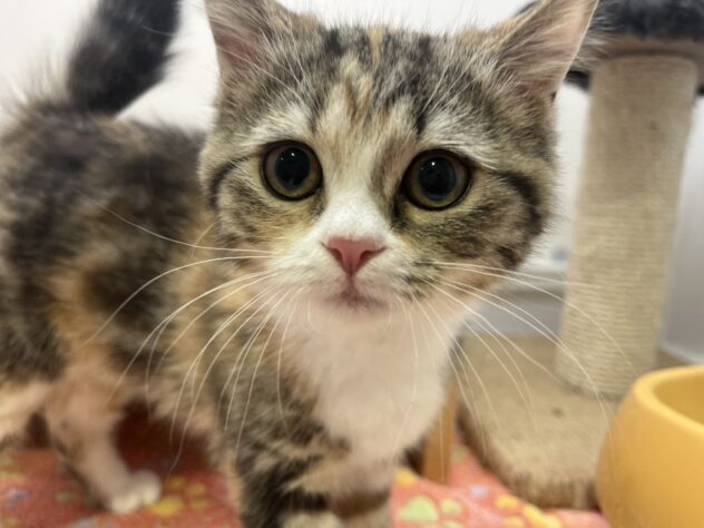 福島県のマンチカン (アミーゴ須賀川店/2025年10月14日生まれ/女の子/キャリコ)の子猫の1枚目の画像