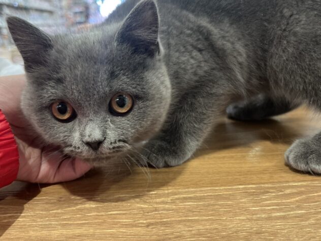 福島県のブリティッシュショートヘアー (アミーゴ須賀川店/2025年9月22日生まれ/女の子/ブルー)の子猫