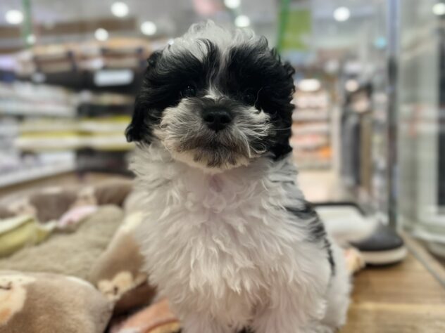 福島県のハーフ犬・ミックス犬 (アミーゴ須賀川店/2025年10月14日生まれ/男の子/ブラックホワイト)の子犬