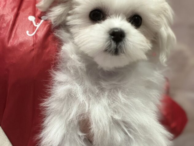 福島県のマルチーズ (アミーゴ須賀川店/2025年9月8日生まれ/女の子/ホワイト)の子犬