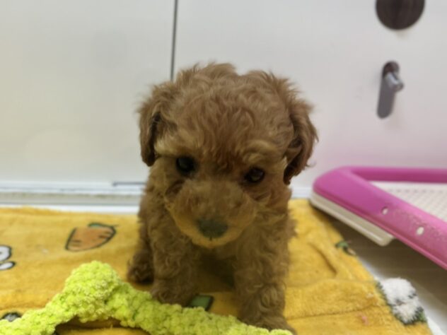 福島県のトイプードル(トイ) (アミーゴ須賀川店/2025年11月17日生まれ/女の子/レッド)の子犬