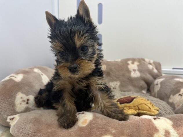 福島県のヨークシャーテリア (アミーゴ須賀川店/2025年11月23日生まれ/男の子/スチールブルータン)の子犬の2枚目の画像