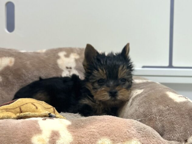 福島県のヨークシャーテリア (アミーゴ須賀川店/2025年11月23日生まれ/男の子/スチールブルータン)の子犬の1枚目の画像