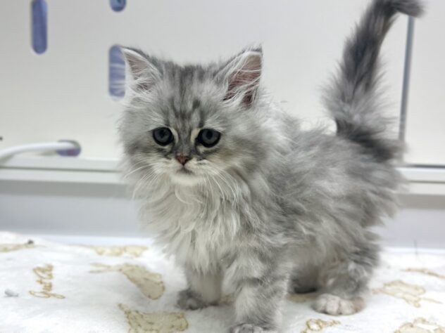 福島県のラガマフィン (アミーゴ須賀川店/2025年11月17日生まれ/女の子/シルバーパッチドタビー)の子猫の1枚目の画像