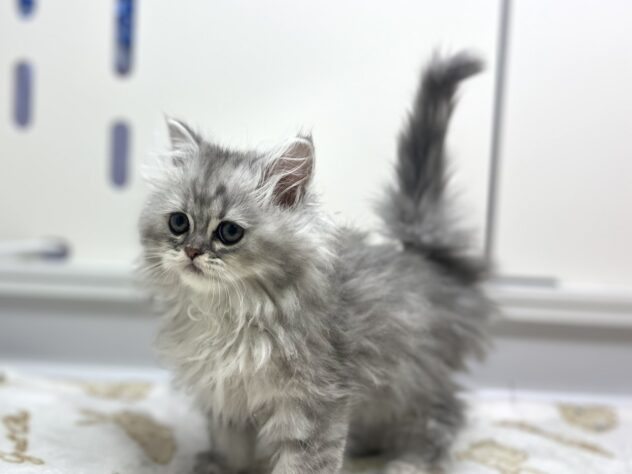 福島県のラガマフィン (アミーゴ須賀川店/2025年11月17日生まれ/女の子/シルバーパッチドタビー)の子猫の2枚目の画像