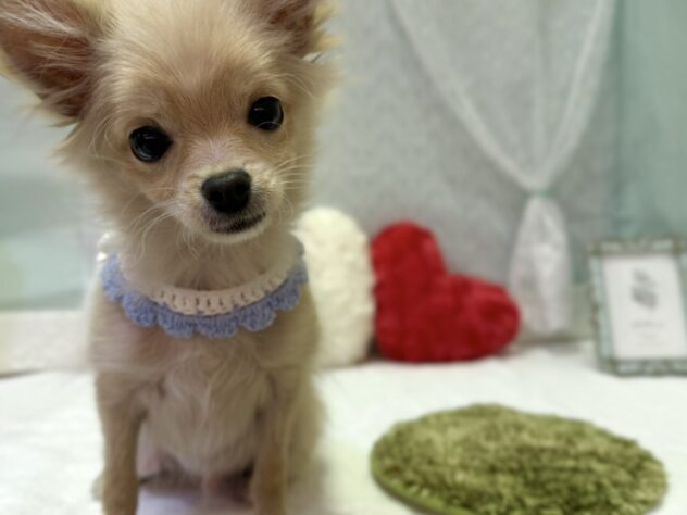 福島県のハーフ犬・ミックス犬 (アミーゴ本宮店/2025年8月12日生まれ/男の子/クリーム)の子犬