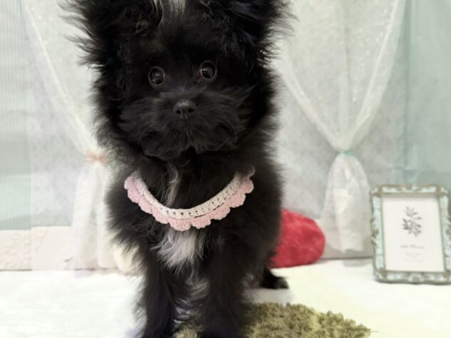 福島県のハーフ犬・ミックス犬 (アミーゴ本宮店/2025年9月9日生まれ/女の子/01 ブラック系)の子犬