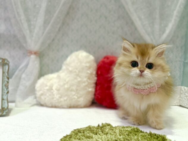 福島県のブリティッシュロングヘアー (アミーゴ本宮店/2025年10月30日生まれ/女の子/ブラック/ゴールデン)の子猫