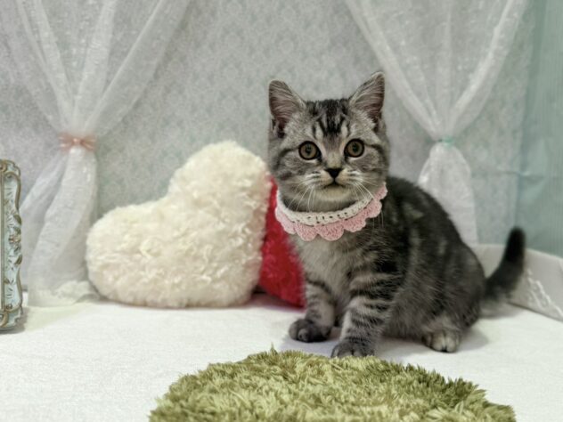 福島県のスコティッシュフォールド (アミーゴ本宮店/2025年9月23日生まれ/女の子/シルバータビー)の子猫