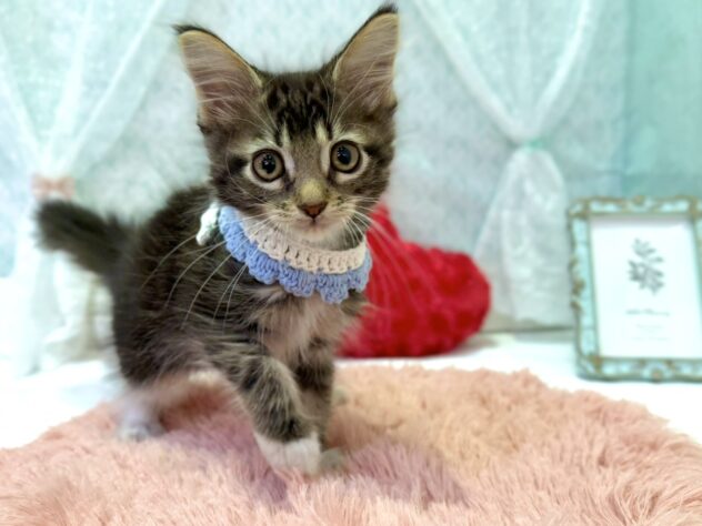 福島県のメインクーン (アミーゴ本宮店/2025年10月26日生まれ/男の子/ブラウンタビーホワイト)の子猫