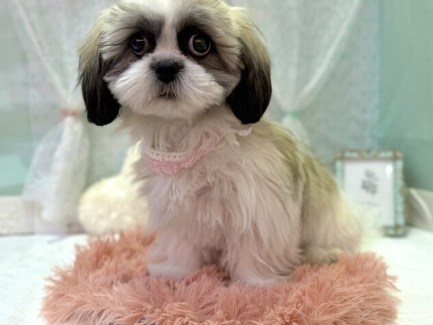 福島県のシーズー (アミーゴ本宮店/2025年8月4日生まれ/女の子/ホワイトゴールド)の子犬