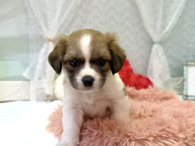 福島県のハーフ犬・ミックス犬 (アミーゴ本宮店/2025年11月27日生まれ/男の子/ホワイトレッド)の子犬