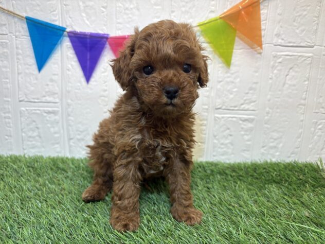 福島県のトイプードル(トイ) (アミーゴ郡山南店/2025年10月26日生まれ/男の子/レッド)の子犬