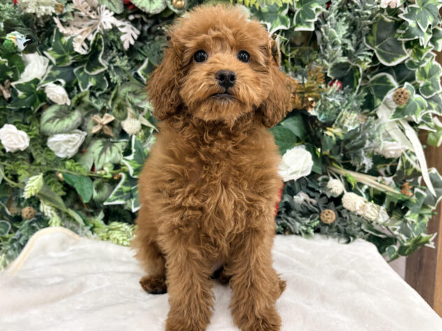 福島県のトイプードル(トイ) (アミーゴ郡山南店/2025年9月19日生まれ/男の子/レッド)の子犬