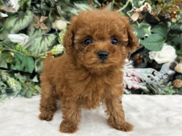 福島県のトイプードル(トイ) (アミーゴ郡山南店/2025年11月18日生まれ/男の子/レッド)の子犬