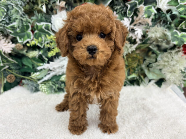 福島県のトイプードル(トイ) (アミーゴ郡山南店/2025年10月26日生まれ/男の子/レッド)の子犬