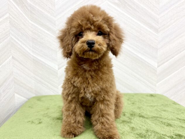 福島県のトイプードル(トイ) (アミーゴ郡山南店/2025年10月26日生まれ/男の子/レッド)の子犬