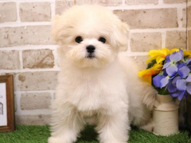 兵庫県のポメマル/マルポメ(ポメラニアン×マルチーズ) (ペット・プラザ アミーゴ明石魚住店/2025年7月16日生まれ/女の子/ホワイトクリーム)の子犬の3枚目の画像