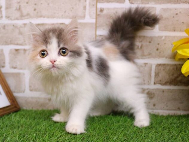 兵庫県のサイベリアン (ペット・プラザ アミーゴ神戸西店/2025年10月13日生まれ/女の子/ダイリュートキャリコ)の子猫の1枚目の画像
