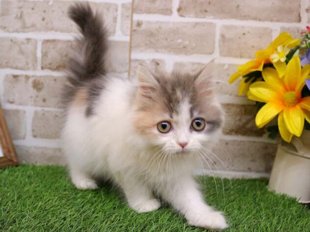 兵庫県のサイベリアン (ペット・プラザ アミーゴ神戸西店/2025年10月13日生まれ/女の子/ダイリュートキャリコ)の子猫の2枚目の画像