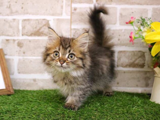 兵庫県のミヌエット (ペット・プラザ アミーゴ神戸西店/2025年10月10日生まれ/女の子/ブラウンタビー)の子猫の1枚目の画像