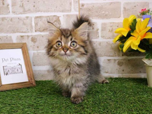 兵庫県のミヌエット (ペット・プラザ アミーゴ神戸西店/2025年10月10日生まれ/女の子/ブラウンタビー)の子猫の2枚目の画像