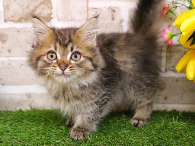 兵庫県のミヌエット (ペット・プラザ アミーゴ神戸西店/2025年10月10日生まれ/女の子/ブラウンタビー)の子猫の3枚目の画像