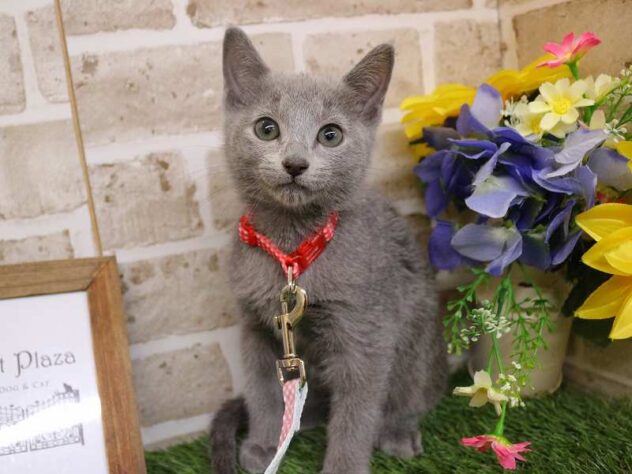 兵庫県のロシアンブルー (ペット・プラザ アミーゴ神戸西店/2025年11月11日生まれ/男の子/ブルー)の子猫の1枚目の画像