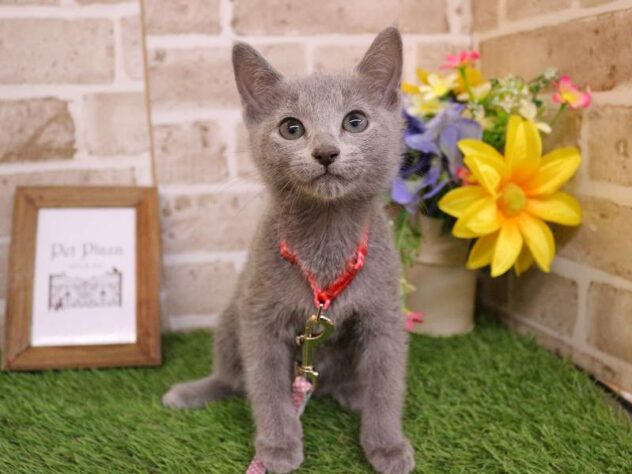 兵庫県のロシアンブルー (ペット・プラザ アミーゴ神戸西店/2025年11月11日生まれ/男の子/ブルー)の子猫の3枚目の画像