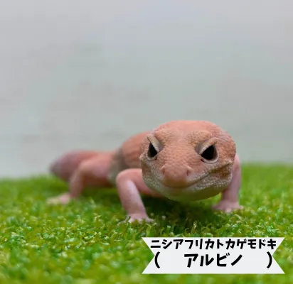 ニシアフリカトカゲモドキ アルビノ | ペットワールド アミーゴ