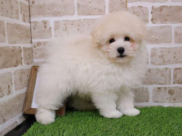 兵庫県のポメプー(ポメラニアン×プードル) (ペット・プラザ アミーゴ神戸西店/2025年11月15日生まれ/男の子/ホワイト)の子犬の2枚目の画像