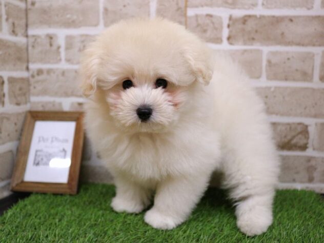 兵庫県のポメプー(ポメラニアン×プードル) (ペット・プラザ アミーゴ神戸西店/2025年11月15日生まれ/男の子/ホワイト)の子犬の3枚目の画像