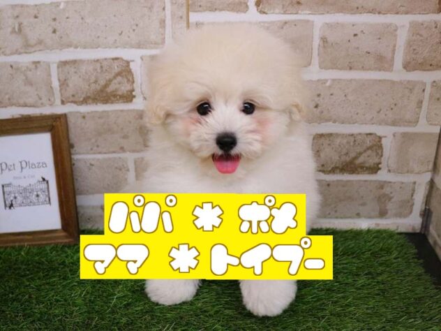 兵庫県のポメプー(ポメラニアン×プードル) (ペット・プラザ アミーゴ神戸西店/2025年11月15日生まれ/男の子/ホワイト)の子犬の1枚目の画像