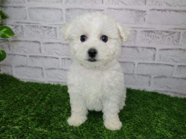 岡山県のビションフリーゼ (アミーゴ妹尾店/2025年11月6日生まれ/男の子/ホワイト)の子犬の1枚目の画像