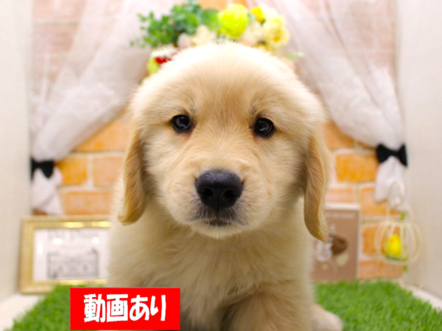 兵庫県のゴールデンレトリバー (ペット・プラザ アミーゴ三田店/2025年11月17日生まれ/男の子/ゴールデン)の子犬の1枚目の画像