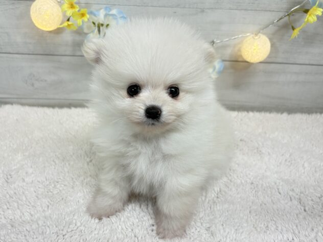 宮城県のポメラニアン (アミーゴ仙台富沢店/2025年11月10日生まれ/男の子/ホワイト)の子犬