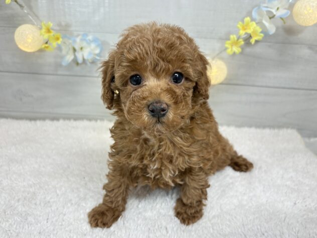 宮城県のトイプードル(トイ) (アミーゴ仙台富沢店/2025年11月8日生まれ/女の子/レッド)の子犬