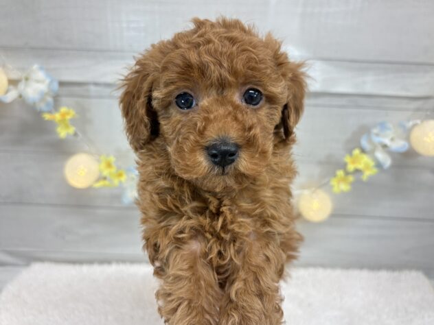 宮城県のトイプードル(トイ) (アミーゴ仙台富沢店/2025年11月8日生まれ/女の子/レッド)の子犬