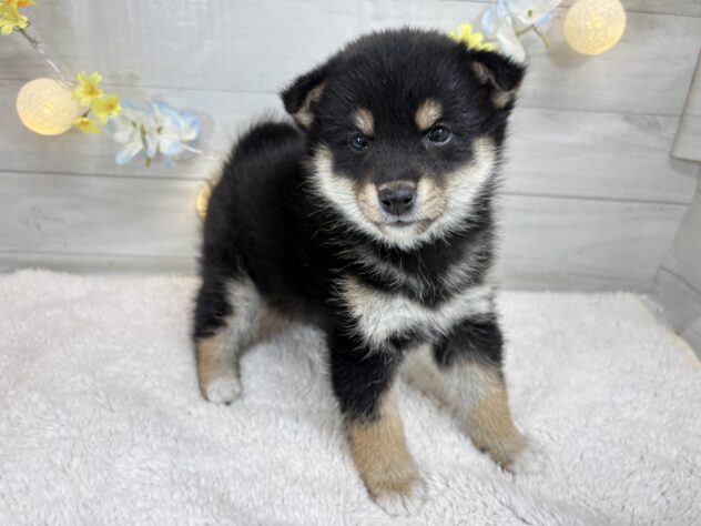 宮城県の柴犬(標準サイズ) (アミーゴ仙台富沢店/2025年11月10日生まれ/女の子/黒)の子犬の2枚目の画像